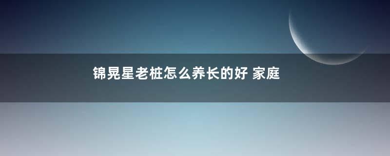 锦晃星老桩怎么养长的好 家庭养殖方法